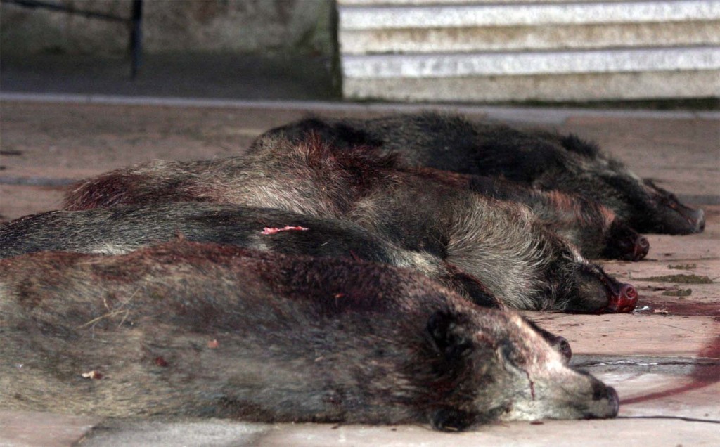 monteria 11 ene serradilla 2